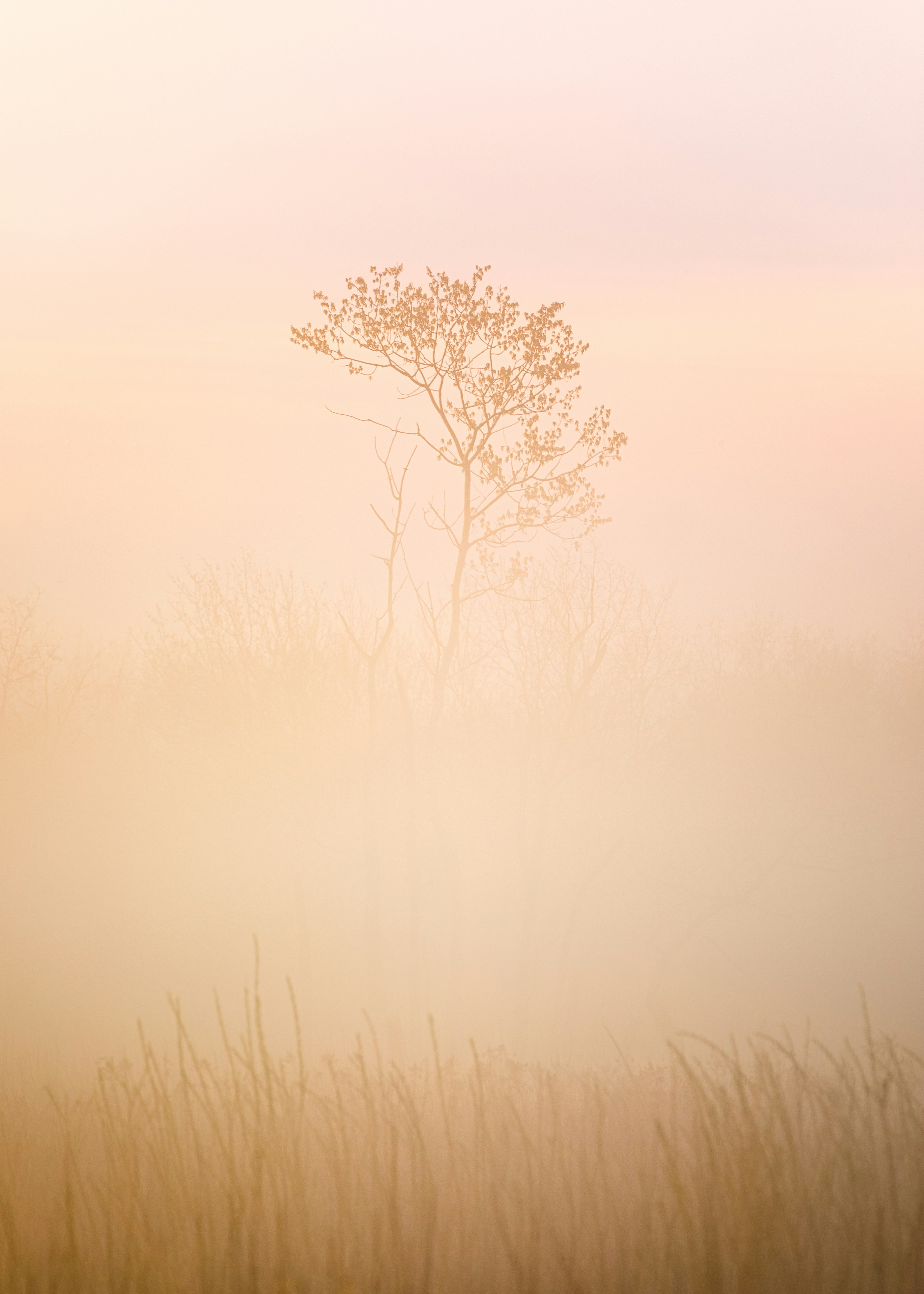 leafless tree on foggy weather